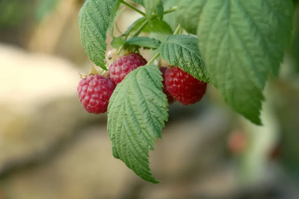 red raspberry leaf