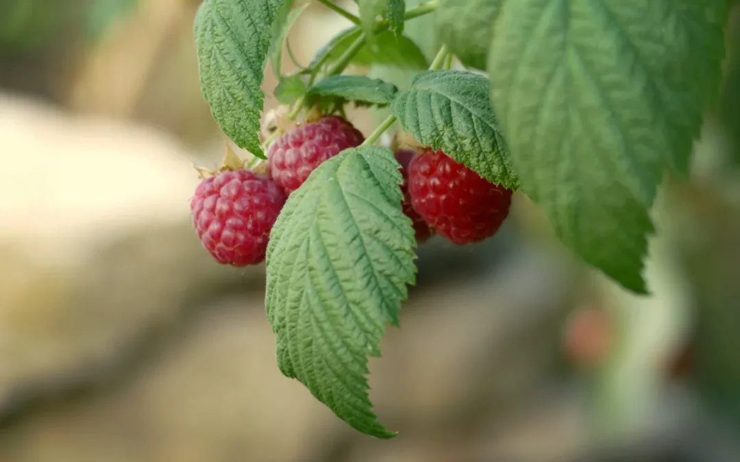 Why Red Raspberry Leaf Tea Has Earned a Permanent Spot in My Kitchen
