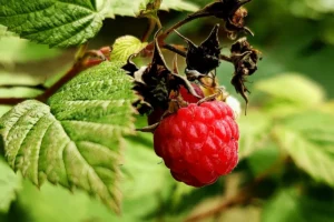 red raspberry leaf